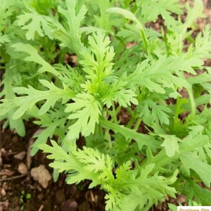 Chrysanthème comestible shungiku au potager