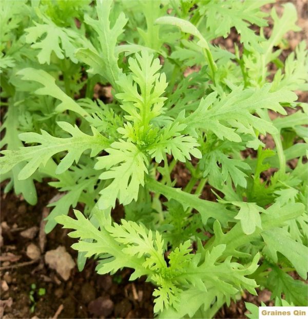 Chrysanthème comestible shungiku au potager