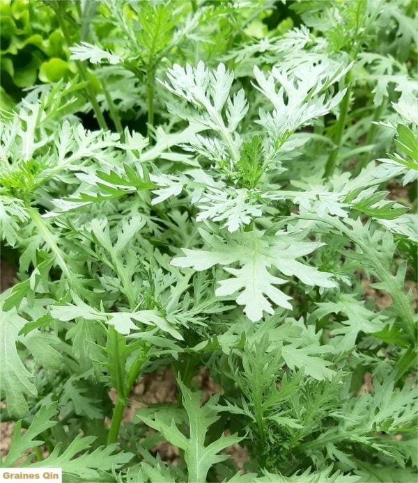 Chrysanthème comestible à feuilles découpées au potager