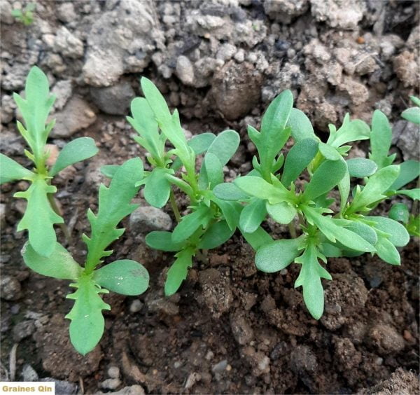 Plants de chrysanthème comestibles qui poussent au jardin