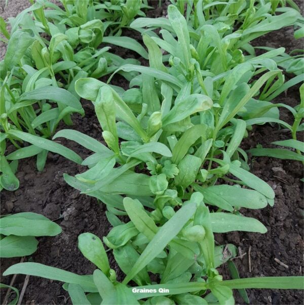 Rangée de chrysanthèmes comestibles au potager