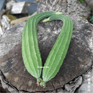 Courge Luffa angulaire Sweet Beauty