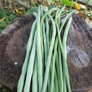 Le dolique asperge vert après récolte