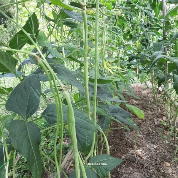 De nombreux doliques asperge vert sur les plants