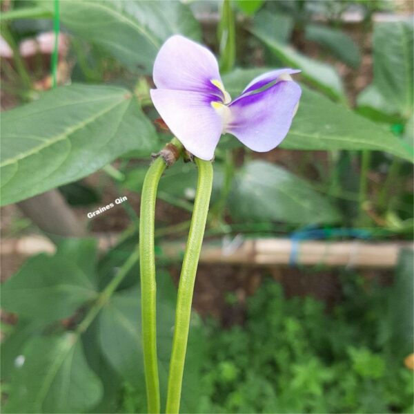 Une fleur violette de haricot kilomètre