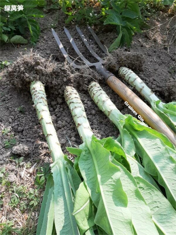 Récolte de la laitue asperge