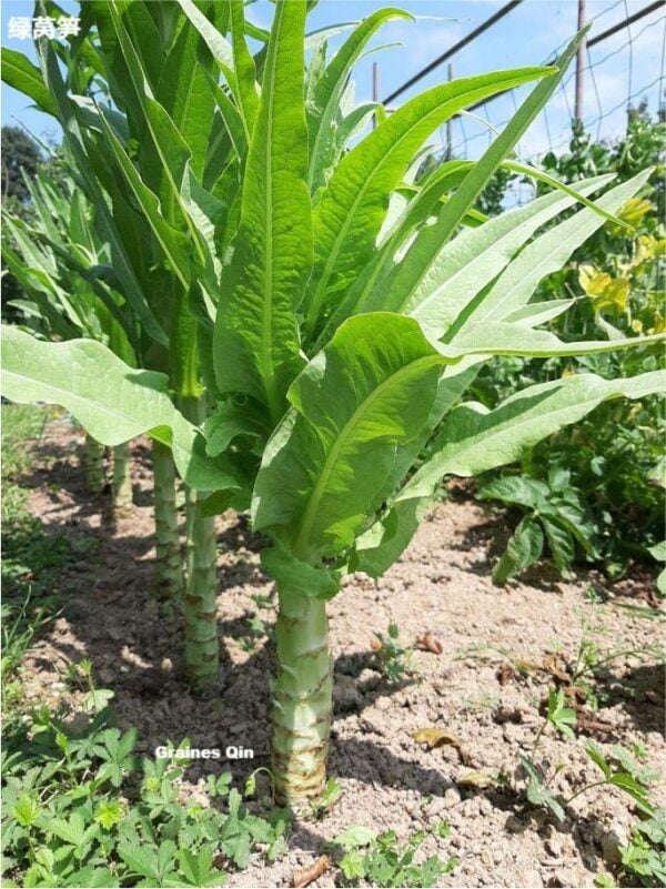 Une rangée de laitue asperge verte au potager