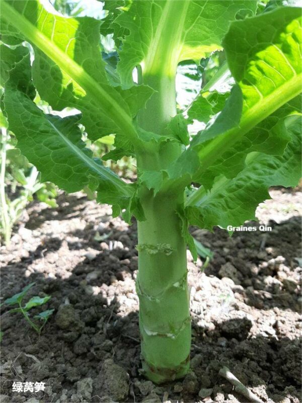 Un plant de laitue asperge en terre