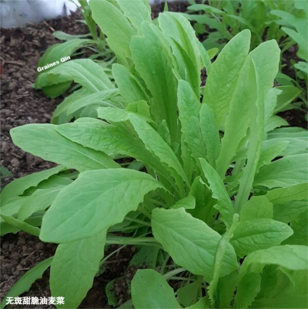 Un plant de laitue Yu Mai Tsai à feuilles vertes