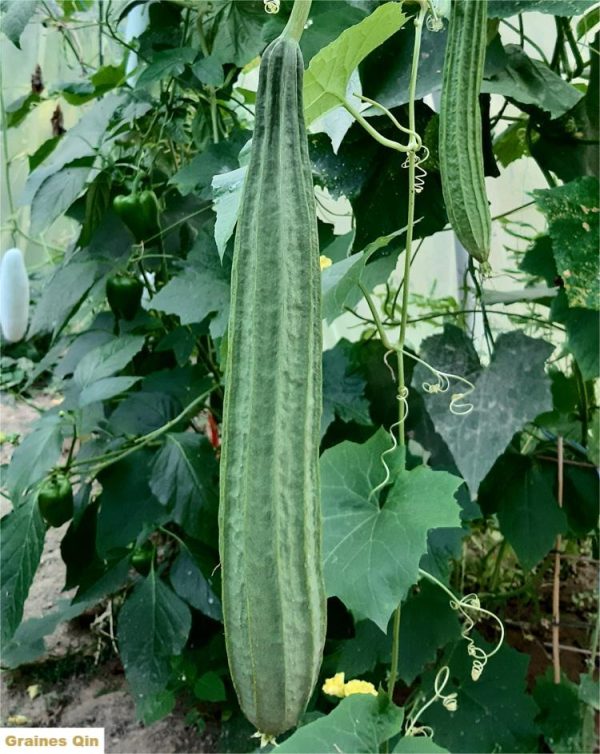 La courge éponge en culture