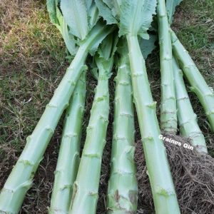 une bonne récolte de laitue asperge