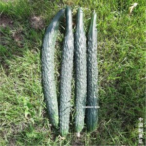 4 concombres de Chine épineux après récolte