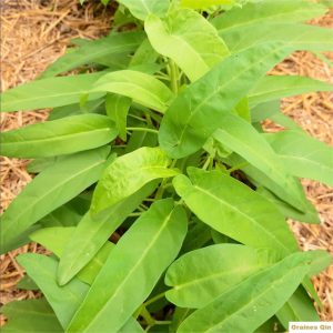 Un plant de liseau d'eau