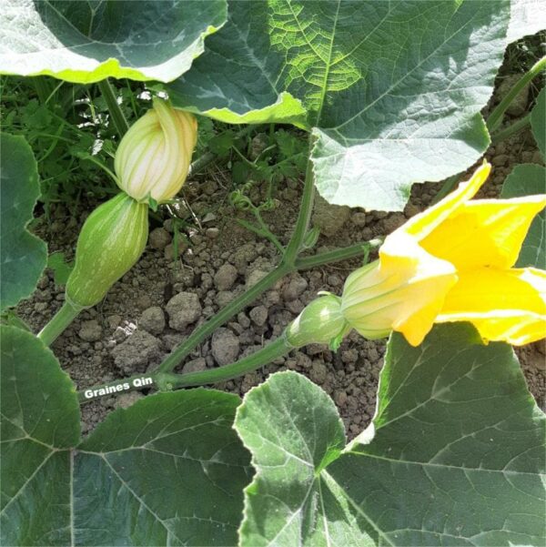 Les fleurs jaunes de la courge musquée