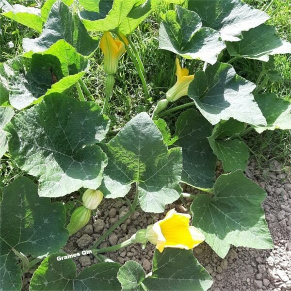 Un plant de courge musquée verte avec fleurs jaunes