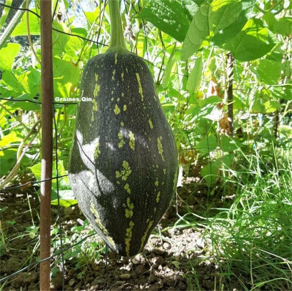 Une courge musquée en train de grossir