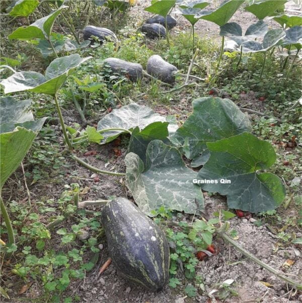 Les plants de courge musquée taro