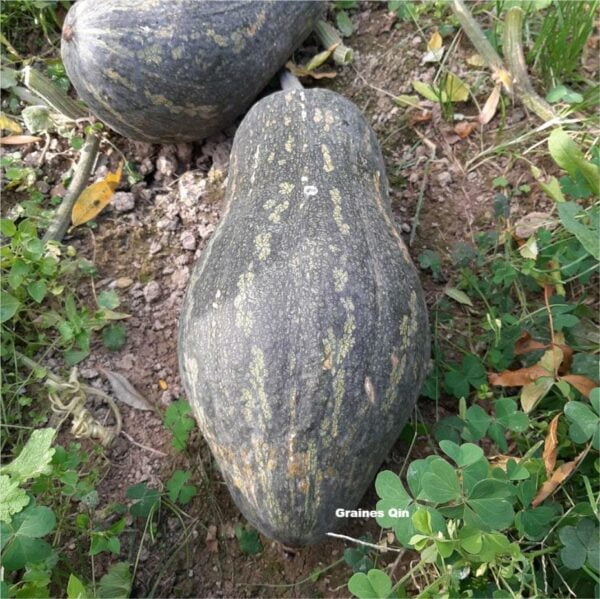 Courge musquée en plantation