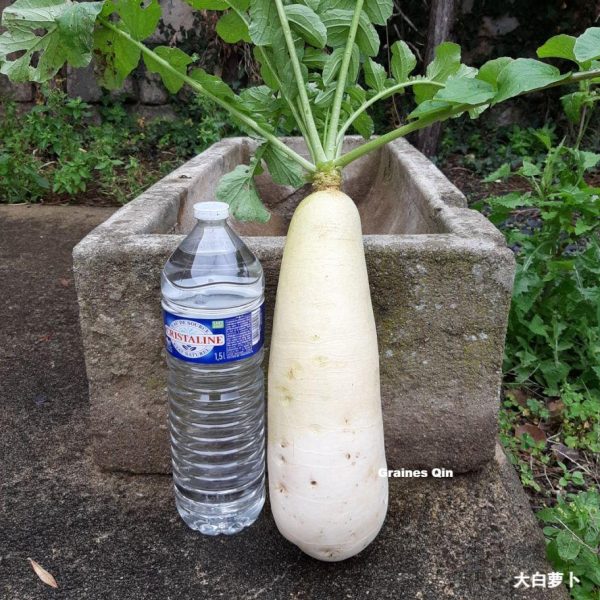 Un radis d'hiver blanc qui fait la taille d'une bouteille d'eau d'1,5 L