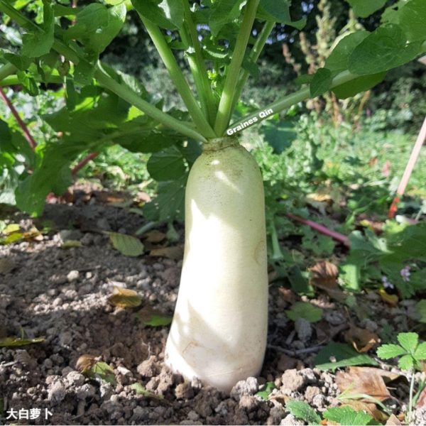 Un gros radis blanc daïkon qui pousse au potager