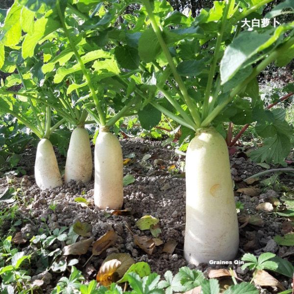 Une rangée de radis daïkon au potager