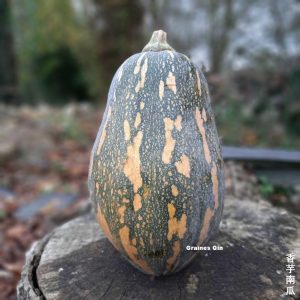 courge musquée verte Taro Fragrance