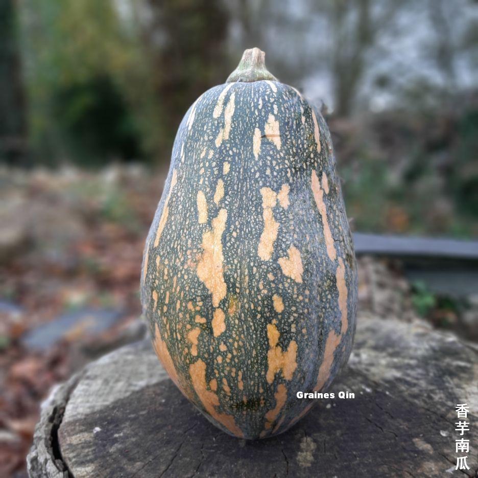 courge musquée verte Taro Fragrance