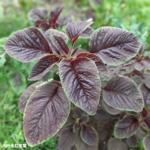 belle plante d'amarante rouge au potager