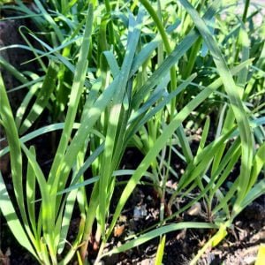 Ciboule de Chine au potager