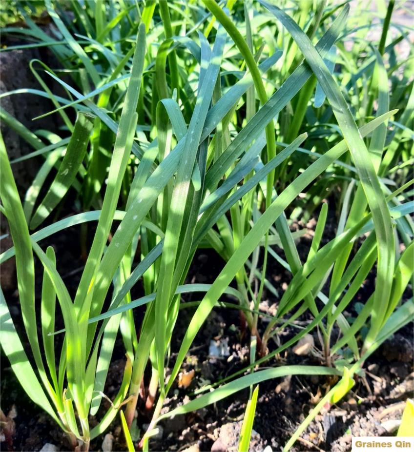 Ciboule de Chine au potager