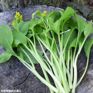 Chou Choy Sum Si Jiu après la récolte