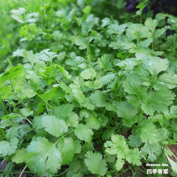 Des plants de coriandre au potager