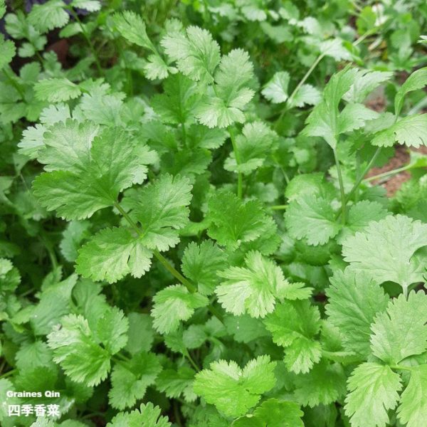 Les feuilles de coriandre cultivée