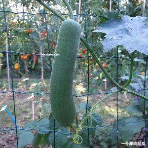 Une courge luffa pousse sur le grillage