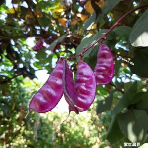 Les gousses violettes du Lablab