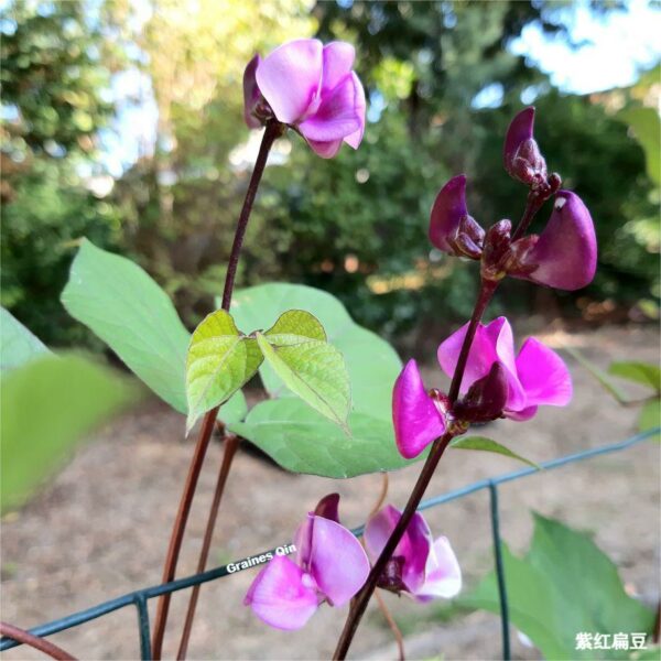 Les gleurs violettes du dolique lablab