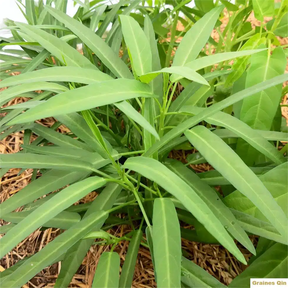 Un plant de liseron d'eau chinois au potager