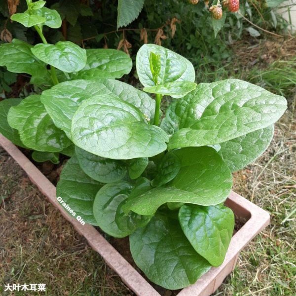 la baselle cultivée en pot