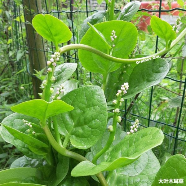 la plante de baselle grimpe sur un grillage