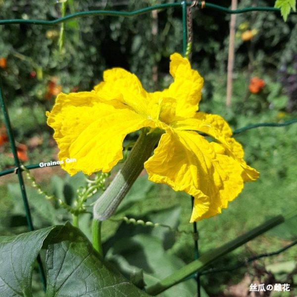 Fleur femelle de la courge luffa Supreme