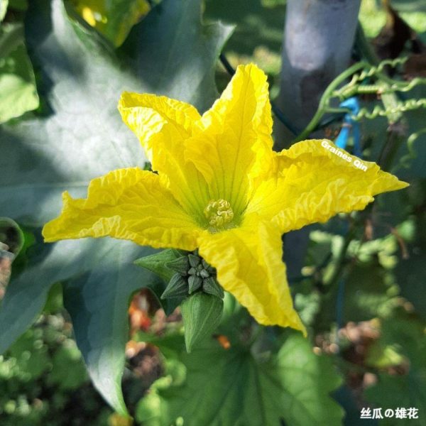 Fleur male de la courge luffa Supreme