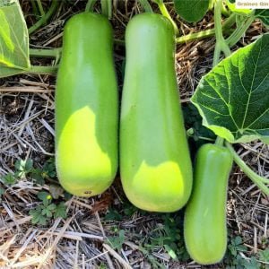 Les fruits de la courge massue au potager