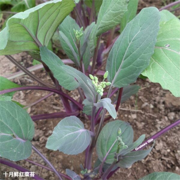 Un plant de chou Hon Tsai Tai au potager