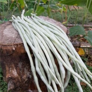 Les gousses de haricot kilomètre ou dolique asperge blanc