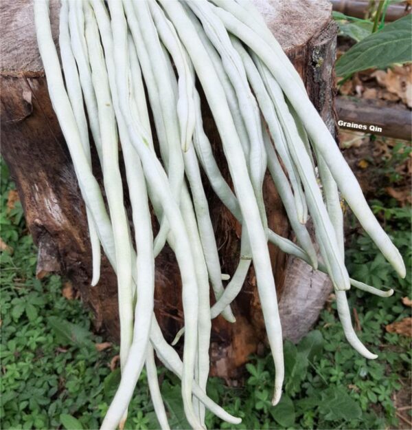 Les longues gousses de dolique asperge blanc