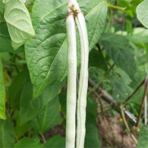 Un haricot kilomètre blanc sur le plant