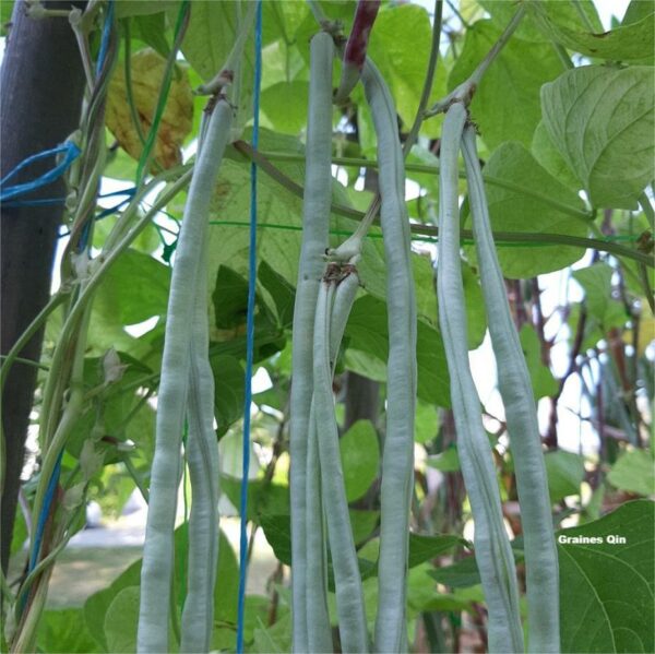 Plusieurs haricots kilomètres blancs