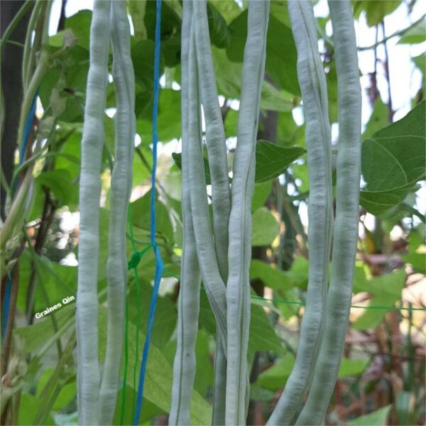 Des dolique asperge blancs