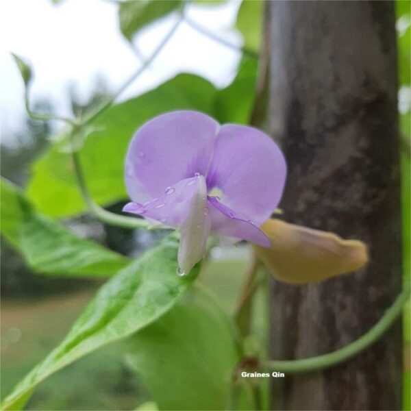 La fleur violette du dolique asperge blanc