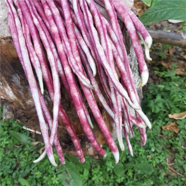 Les doliques asperge tigrés après récolte